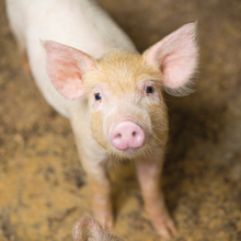 Load image into Gallery viewer, A piglet